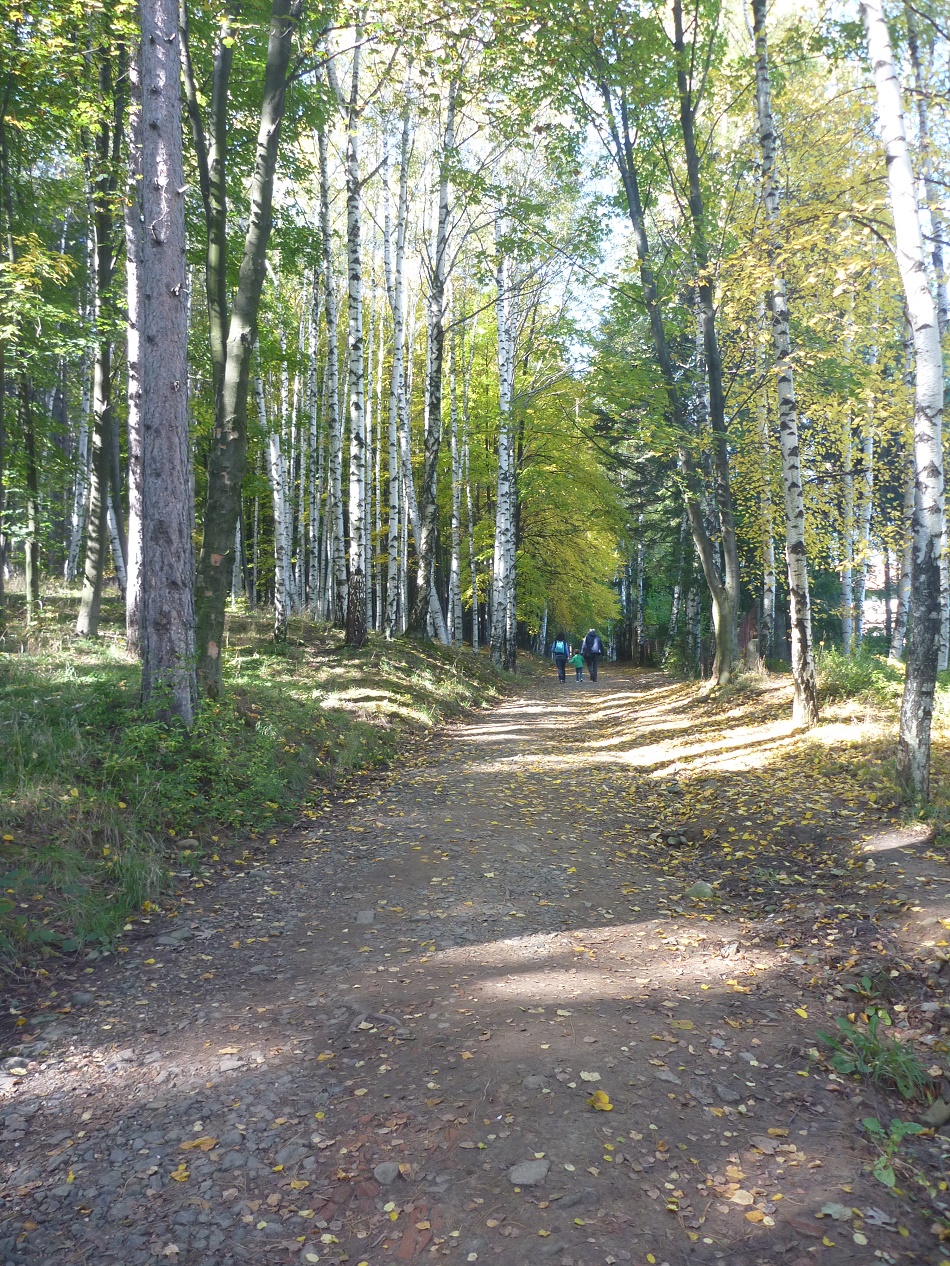 Pleasant forest trail